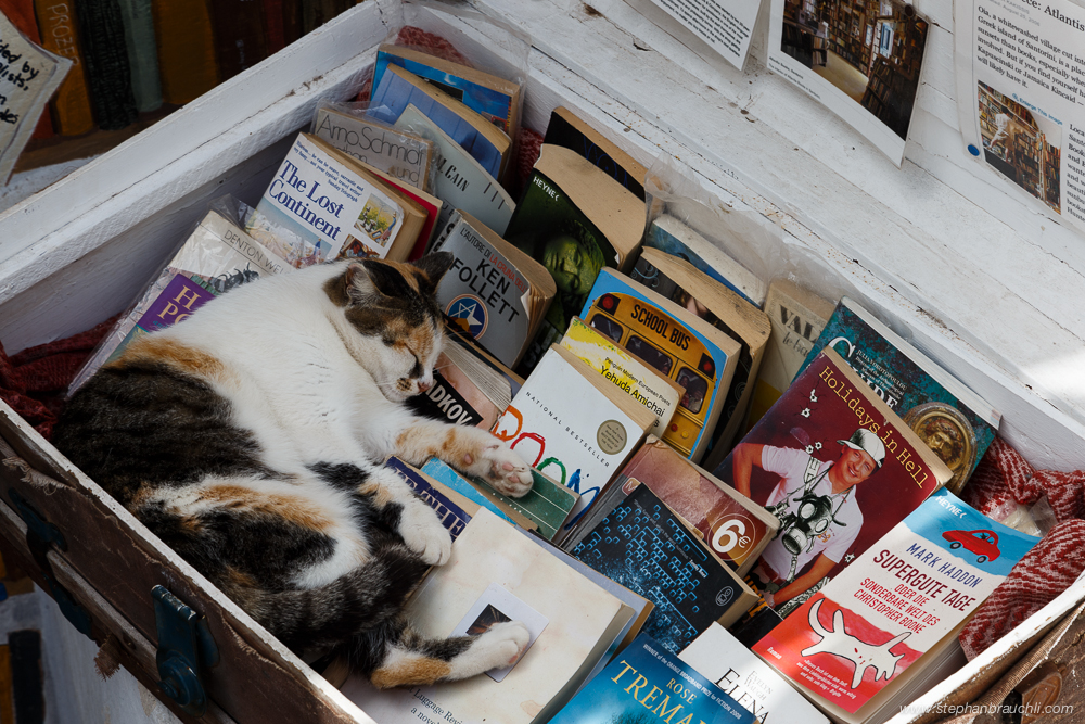 The well-read cat