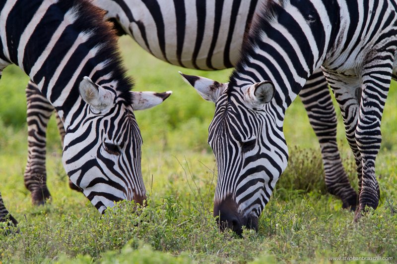 Zebra Symmetry