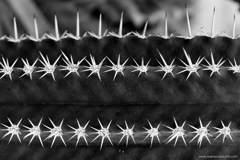 Cactus Flag - cactus close-up photo