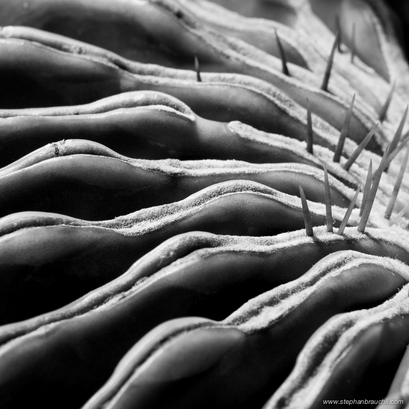 Cactus Planet - cactus close-up photo