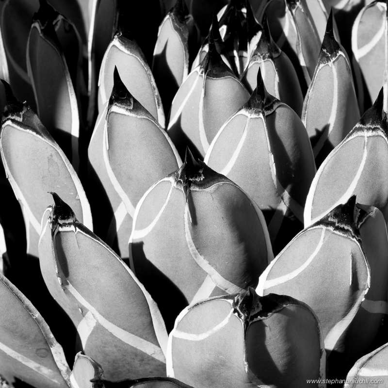 Cactus Penguins - cactus close-up photo