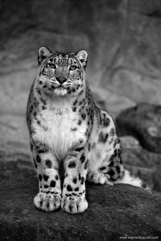 Snow leopards - snow leopard portraits by Stephan Brauchli Stephan ...